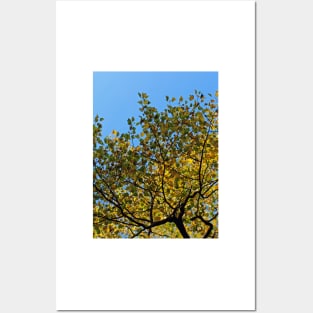 Tulip Tree in the Autumn Posters and Art